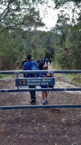 Kariong Glyphs Walk-2